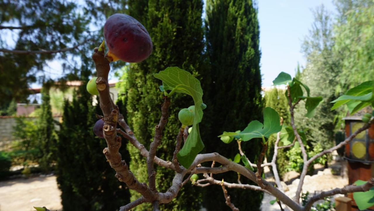Limnaria Gardens Paphos, Near Beach Kültér fotó